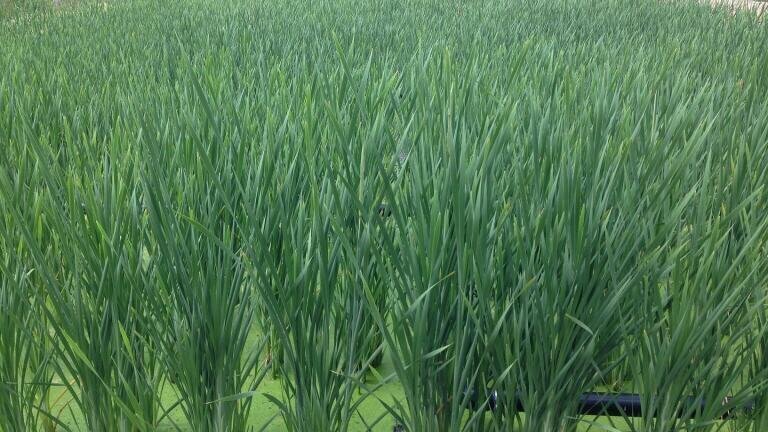 Wetland Technology– A First for Welsh Water