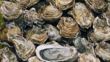 Cleaning up with Oysters? The Story NYC’s Unlikely Saviour