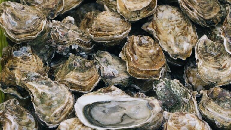 Cleaning up with Oysters? The Story NYC’s Unlikely Saviour