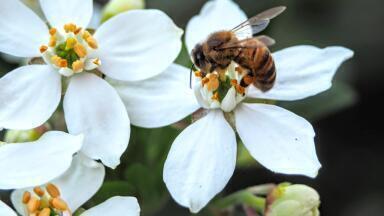 Why Do Bees (and the Environment) Love Spider Venom?