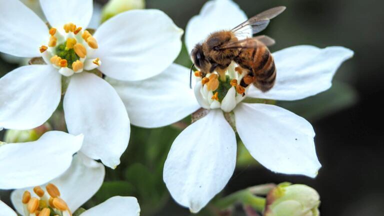 Why Do Bees (and the Environment) Love Spider Venom?