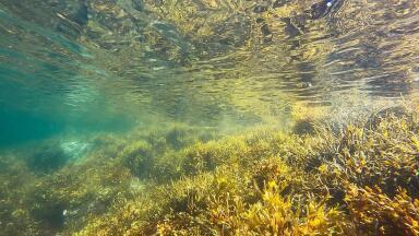 5 Unusual Examples of Biofiltration