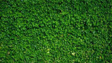 The Green Wall — Building to Reduce Environmental Pollution