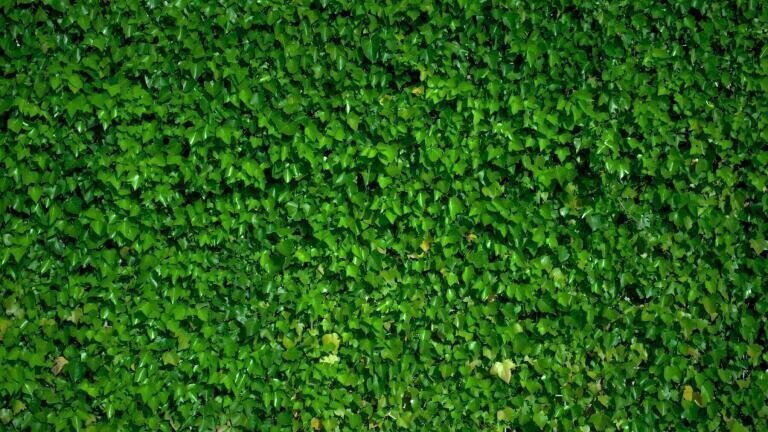 The Green Wall — Building to Reduce Environmental Pollution