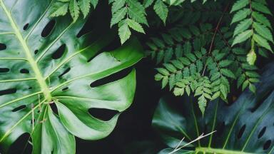 What is Biofiltration?