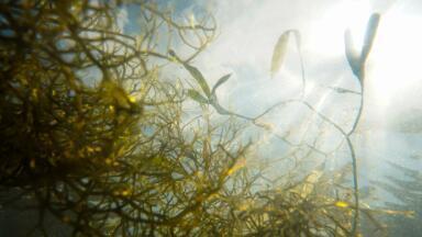 Ohio Fight Against Lake Erie Algae in Toxic Clean-Up