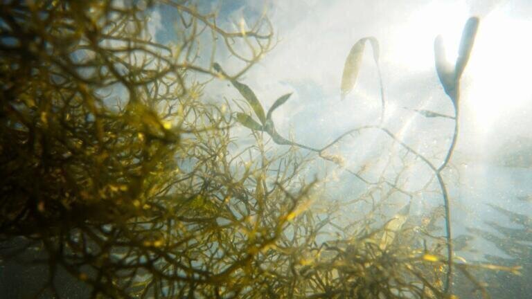 Ohio Fight Against Lake Erie Algae in Toxic Clean-Up