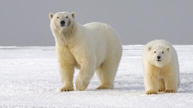 Will Pollution Drive Polar Bears to Extinction?