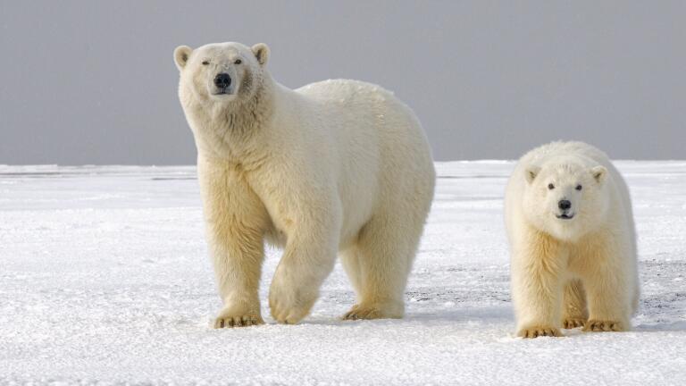 Will Pollution Drive Polar Bears to Extinction?