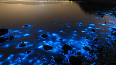 Why Is Hong Kong's Shoreline Fluorescent Blue?