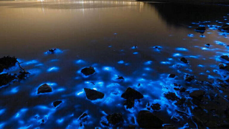 Why Is Hong Kong's Shoreline Fluorescent Blue?