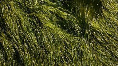 Algae - Nothing But Trouble or the Next Super Biofuel? 