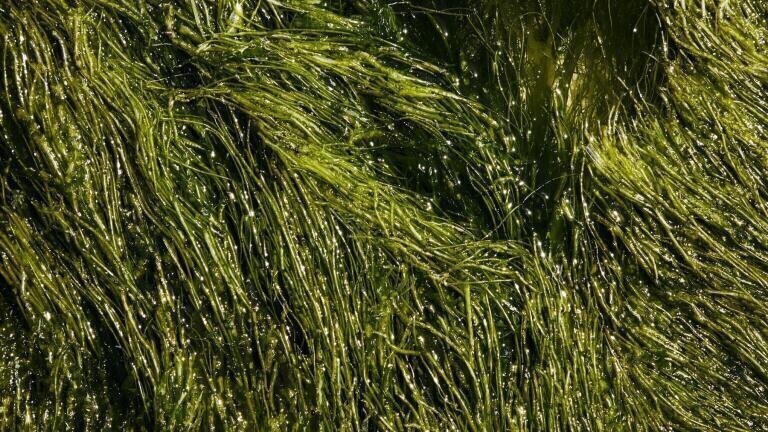 Algae - Nothing But Trouble or the Next Super Biofuel? 