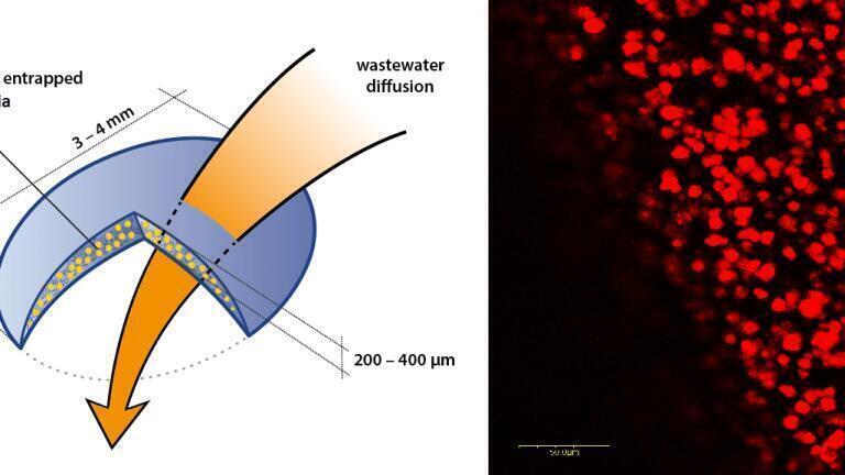 Fig. 1: a – schematic of Lentikats Biocatalyst; b - entrapped P. denitrificans (colonies coloured red) in Biocatalyst pores
