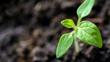 China Cleans Up Its Act: A Solution to Soil Pollution