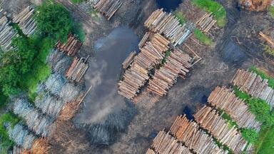 Why Do People Care More About Beyoncé Than Deforestation?