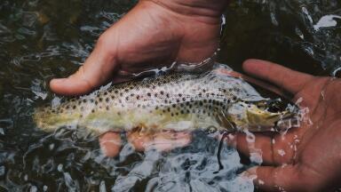 Brown Trout Genetic Diversity Affected by the Mining Industry