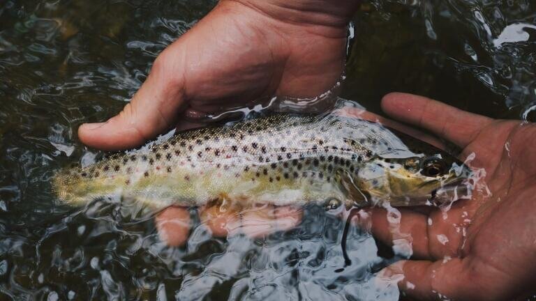 Brown Trout Genetic Diversity Affected by the Mining Industry