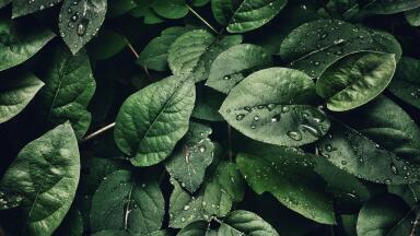 NASA’s Top 10 Air-Cleaning Plants