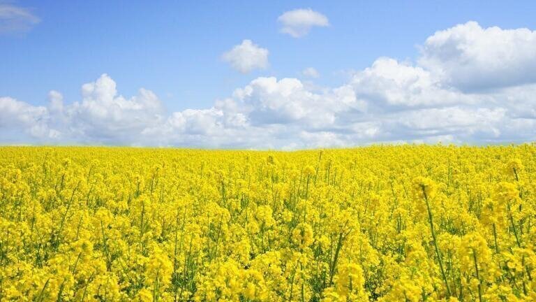 Why Does Pollution Affect People With Hay Fever? 