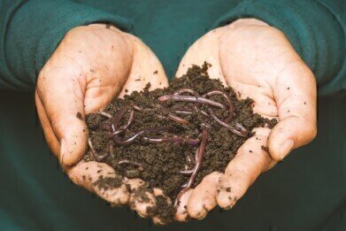 Soil Remediation Effort Helped by Earthworms