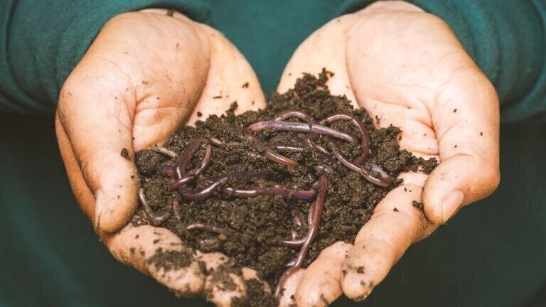 Soil Remediation Effort Helped by Earthworms