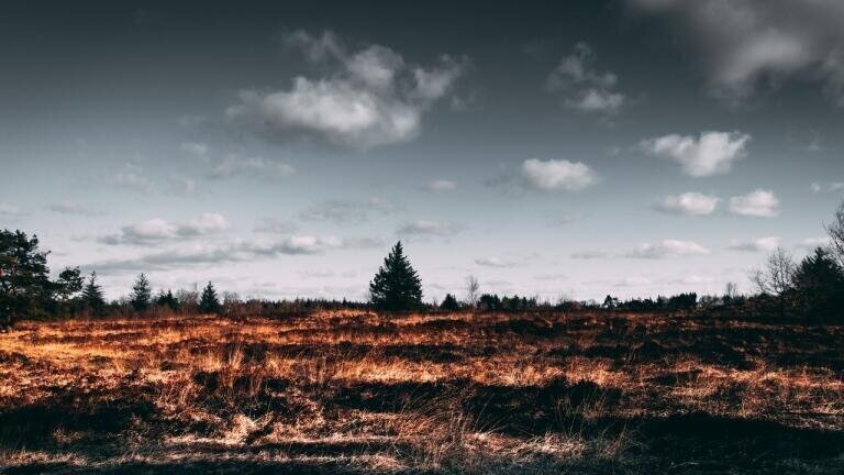 How Long Until There Are No More Trees?