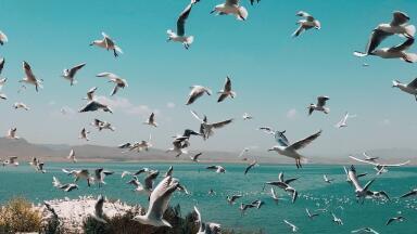 9 Out of 10 Seabirds Consume Plastics, Says New Study