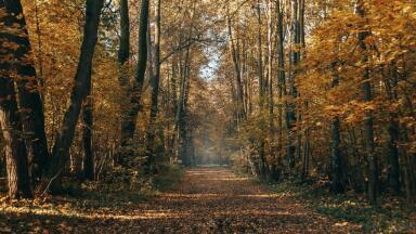 Trees Alleviate Pollution in Cities, Study Finds