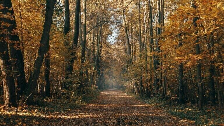 Trees Alleviate Pollution in Cities, Study Finds