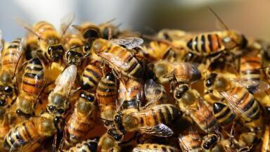 Is Climate Change Behind the Decline in Long-Tongued Bees?