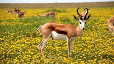 Why Did 150,000 Saiga Antelopes Die Within Just a Few Weeks?