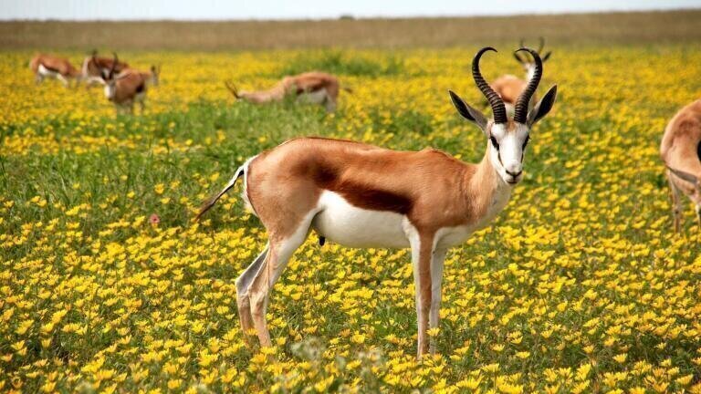Why Did 150,000 Saiga Antelopes Die Within Just a Few Weeks?