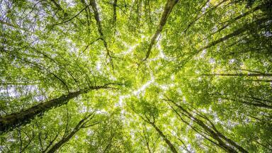 Do Trees Make Urban Pollution Worse?