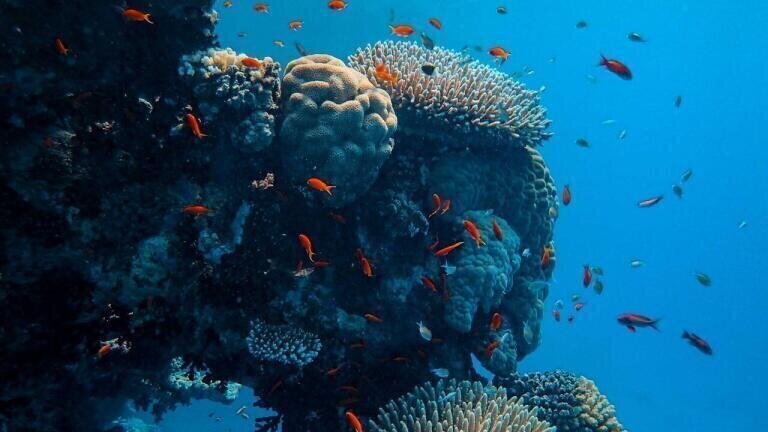 How Does Noise Pollution Affect Marine Life?