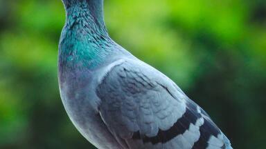 Why Do Racing Pigeons Fly Faster in Polluted Air?