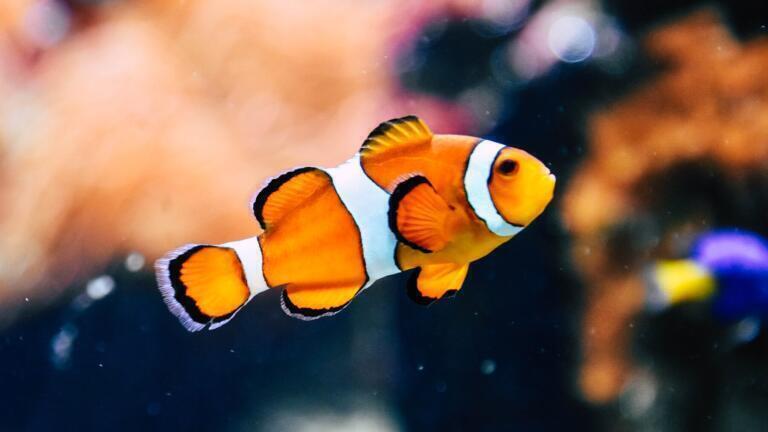 How Toxic Are the World’s Fish?