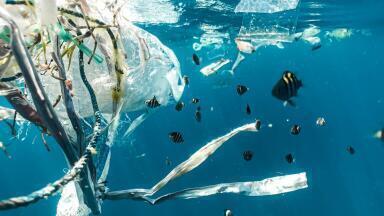 How Poo Spreads Plastic Pollution
