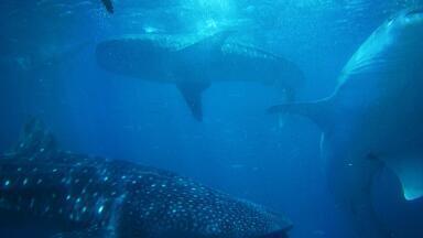 The Devastating Price Whales Pay Because of Plastic Pollution