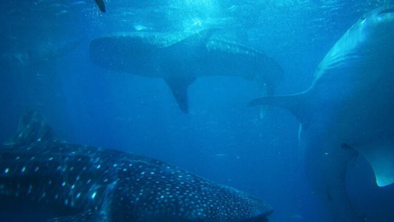 The Devastating Price Whales Pay Because of Plastic Pollution