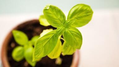 Can Plants Combat Indoor Air Pollution and Improve Health?