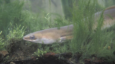 Eel Screen Framework for Anglian Water Won