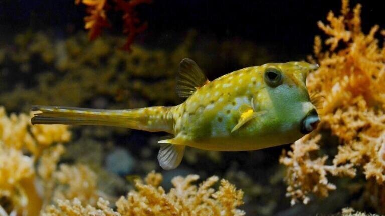 Great Barrier Reef Could Be Listed as ‘In Danger’