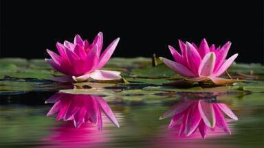 Could Plants Help with Oil Spills?
