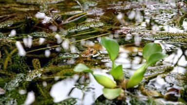 What Is to Blame for 10,000 Dead Frogs?
