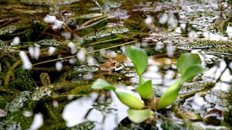 What Is to Blame for 10,000 Dead Frogs?