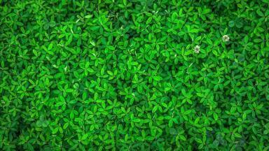 What Are “Living Walls” and How Can They Improve Air Quality?