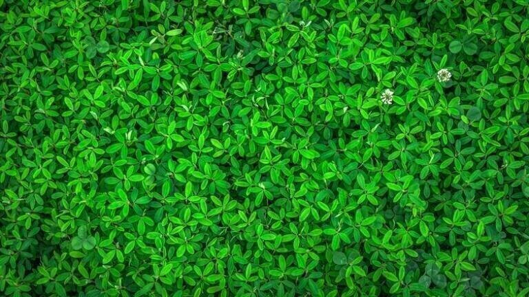What Are “Living Walls” and How Can They Improve Air Quality?