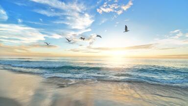 How Has Dell Helped Reduce Plastic Ocean Pollution?