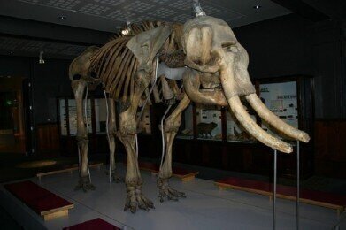 Why Are We Bringing Back Woolly Mammoths?